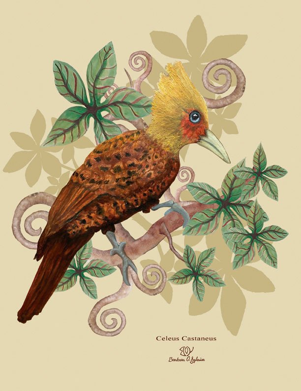 chestnut-colored-woodpecker
