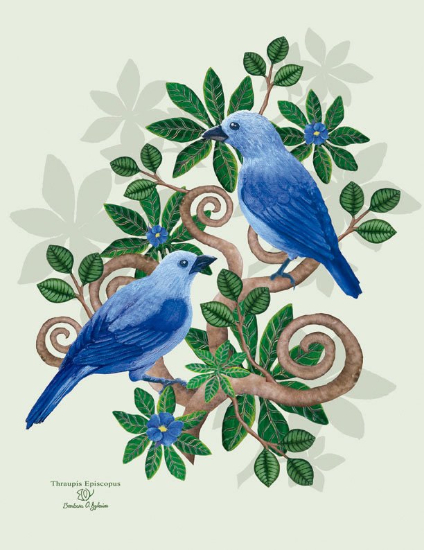 grey-blue-tanager