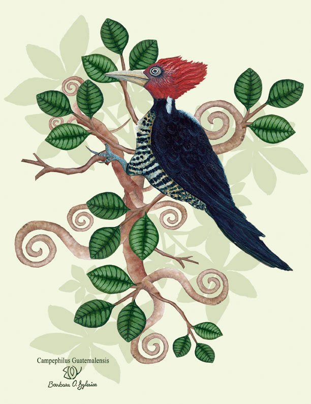 lineated-woodpecker