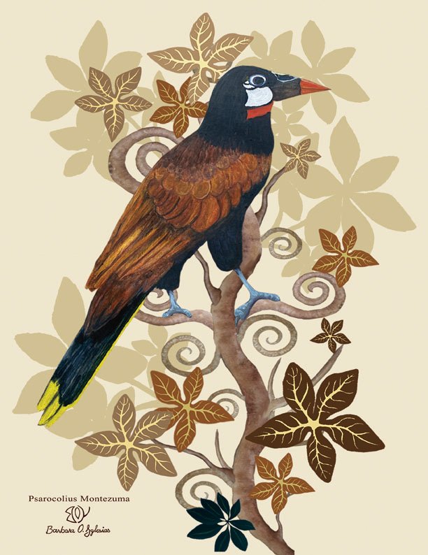 oropendola