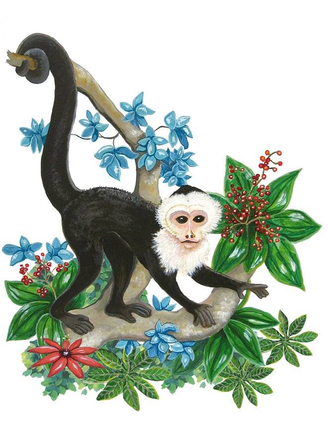 capuchin-monkey