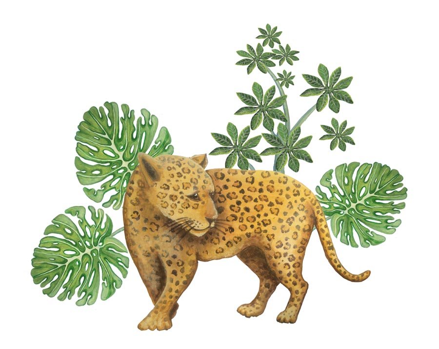 jaguar