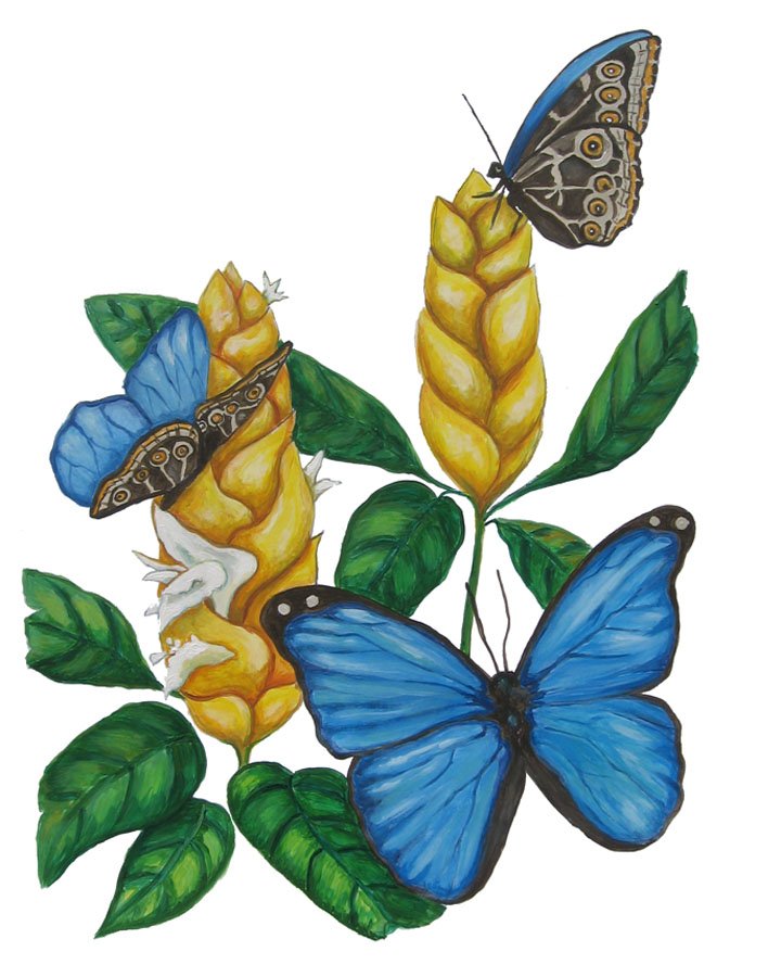 morpho-butterfly