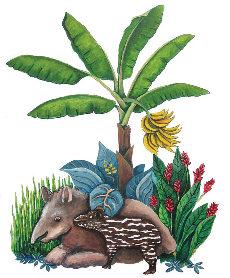 tapir